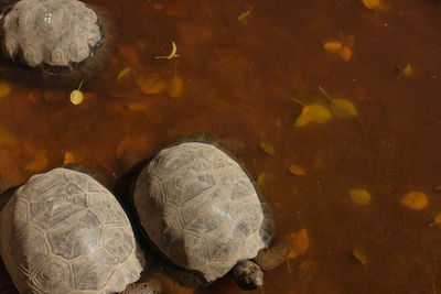 Close-up of turtles in water