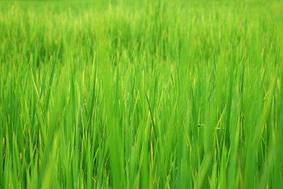 Full frame shot of crops growing on field