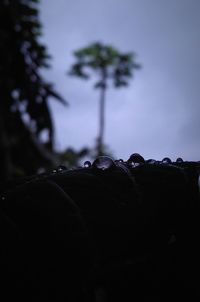 Close-up of silhouette tree against sky