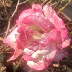 Close-up of pink rose