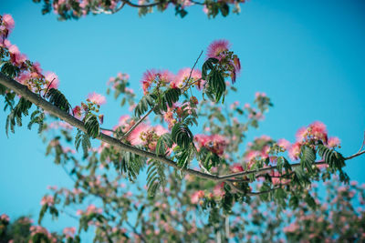 Low angle view of flowering plant against blue sky