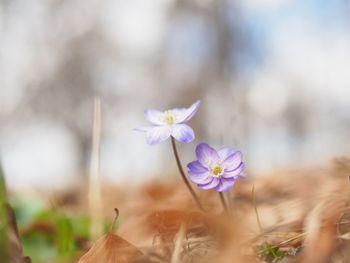 Close-up of purple flowers