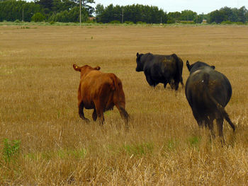 Horses on field against sky