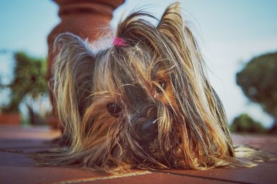 Close-up portrait of a dog