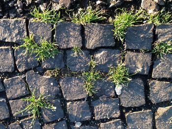 Plant growing on footpath