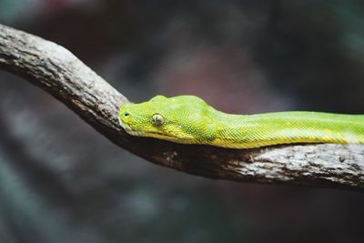 Close-up of green constrictor snake on tree