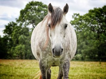 Close-up of a horse on field