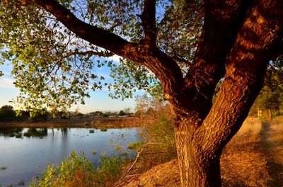 Reflection of trees in lake