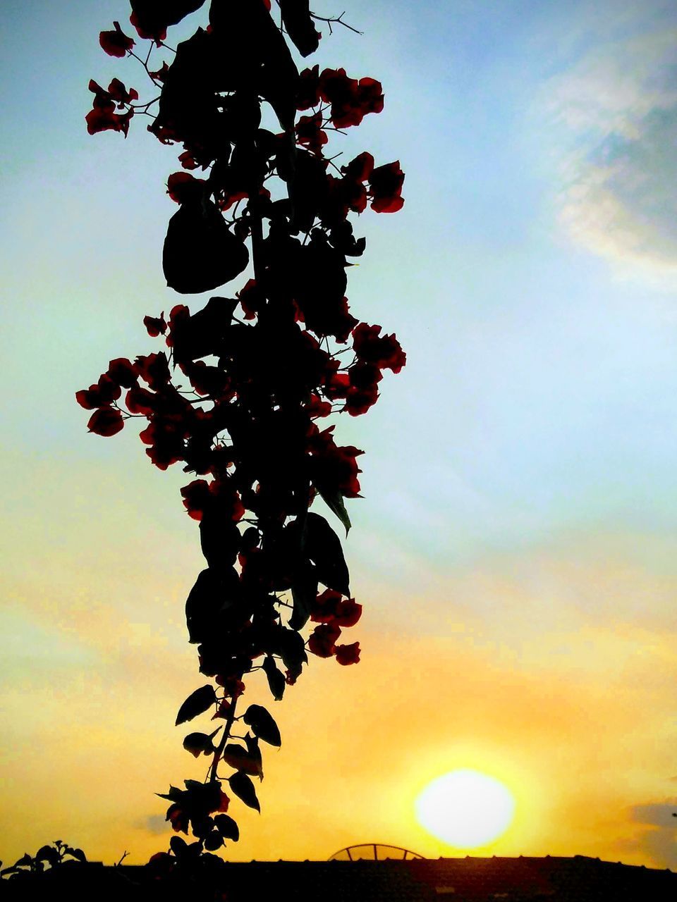 LOW ANGLE VIEW OF SILHOUETTE TREE AGAINST SKY AT SUNSET