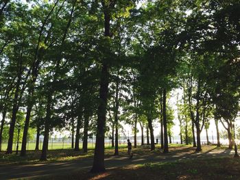 Trees in forest