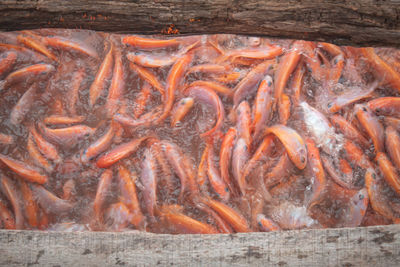 High angle view of fish in water