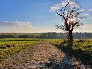 Scenic view of landscape against sky