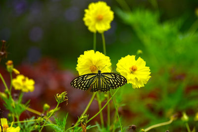 Close-up of butterfly pollinating on flower