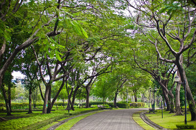 Road amidst trees in park