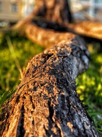 Close-up of lichen growing on tree trunk