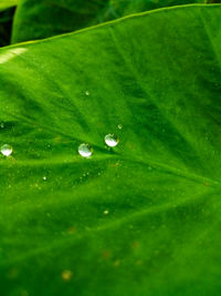 Close-up of raindrops on green leaves