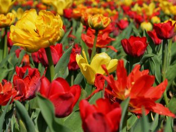 Close-up of red tulips