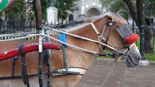 Horse cart