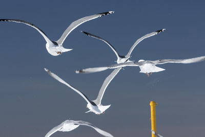 Low angle view of seagulls flying against sky