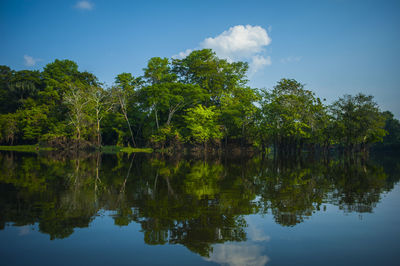 Reflection of trees in calm lake