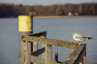 Close-up of seagull perching on wooden post