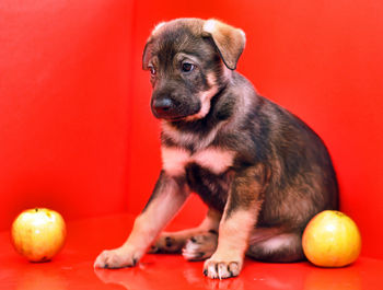 High angle view of dog sitting against red background