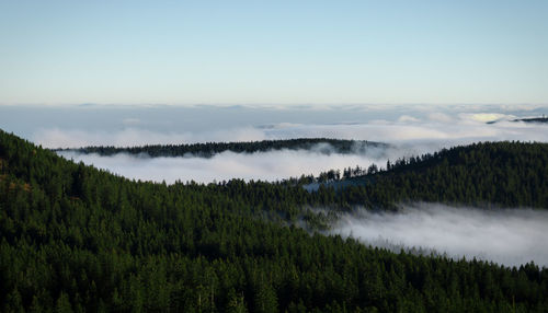 Scenic view of forest gainst sky