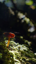 Close-up of mushroom growing on tree