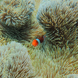 Close-up of fish swimming in sea