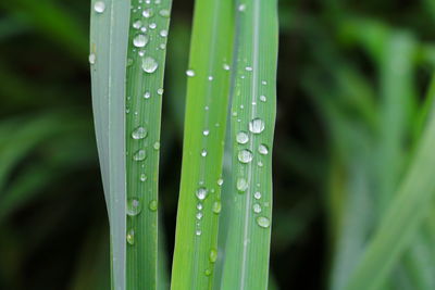 Close-up of water drops on blade of grass
