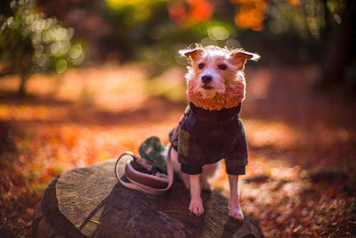 Portrait of dog wearing muffler on land during autumn