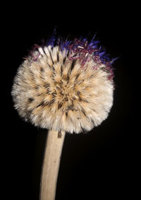 Close-up of purple flower against black background