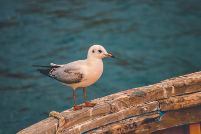 Close-up of seagull perching on wooden post