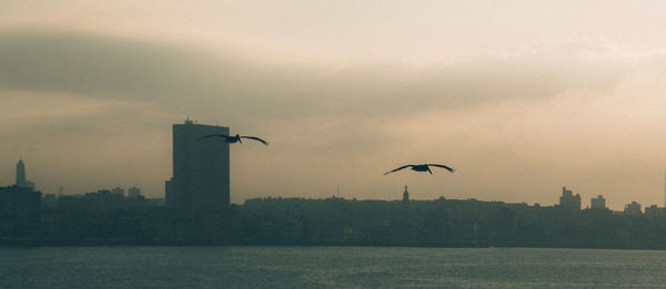 Birds flying over river in city against sky