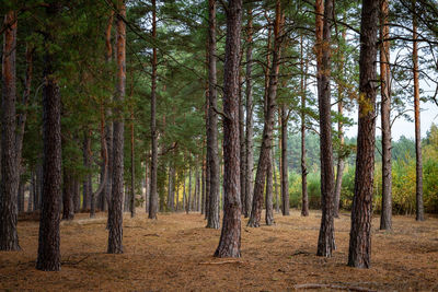 Pine trees in forest