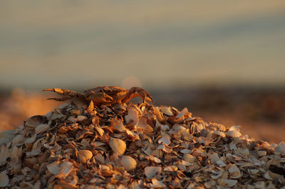 Close-up of dry leaves on land against sky during sunset