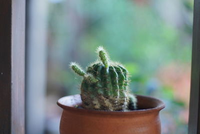 Close-up of potted cactus plant