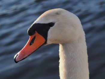 Close-up of swan on lake