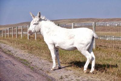 Horse standing on field against sky