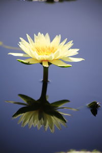 Close-up of yellow flowering plant against sky