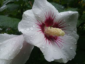 Close-up of wet white flower blooming outdoors