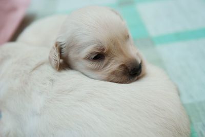 Close-up of puppy relaxing on floor