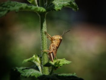 Close-up of insect on plant