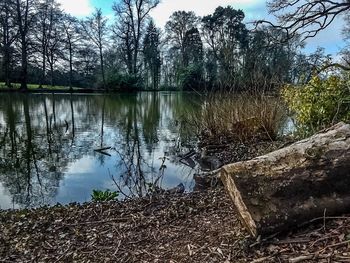 Reflection of bare trees in water