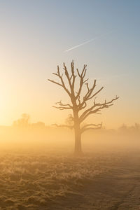 Bare tree silhouetted against misty sunrise morning