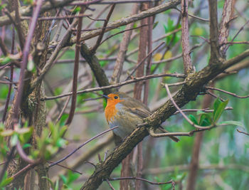 Bird perching on branch