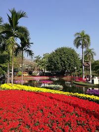 Flowers blooming by trees in park against clear sky