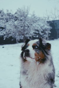 Dog looking away on snow covered tree