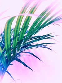 Close-up of plant against blue background