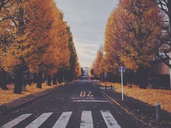 Road along autumn trees